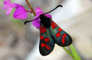 Zigena 11.jpg 20061011185112 Zigena 11